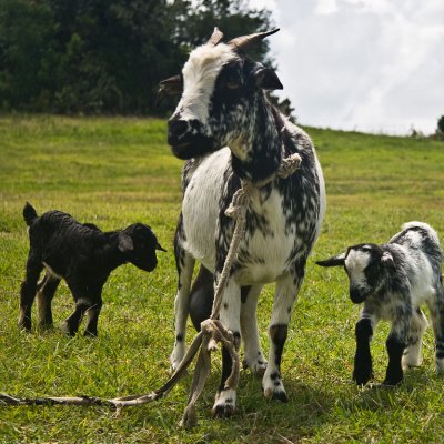 Grenadine goat and kids